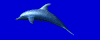 dolphin_swim_md_blu