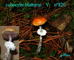 conocybe_blattaria_n_820