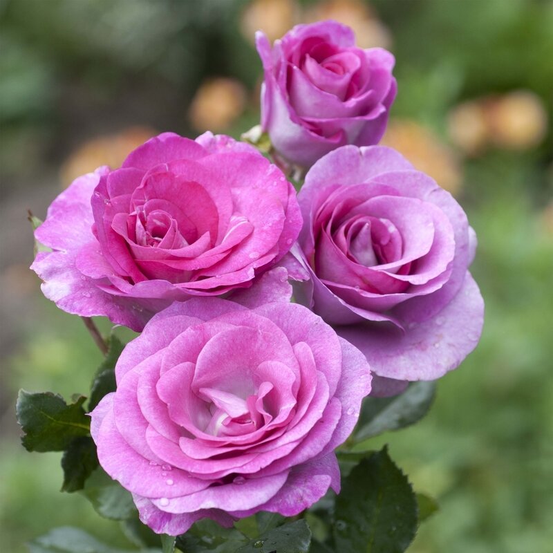 Rosier-a-grandes-fleurs-Violette-Parfumee-en-racines-nues-84555-FL