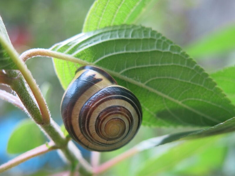 escargot sauge