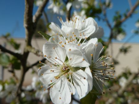 potager début avril (8)