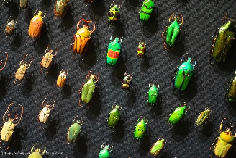 esp scarabés verts