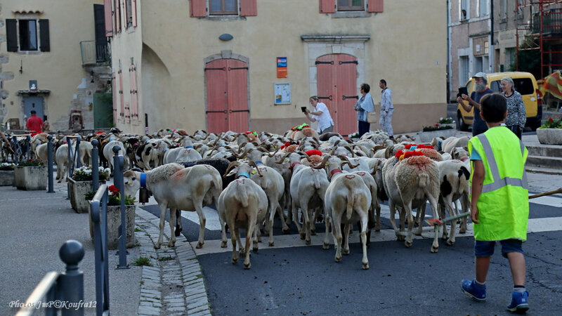 Photos JMP©Koufra 12 - Le Caylar - Transhumance - 25062019 - 0061