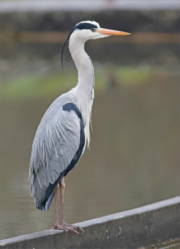 Ville oiseau heron peche matin 170218 ym 2 22 digestion