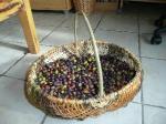 Olives