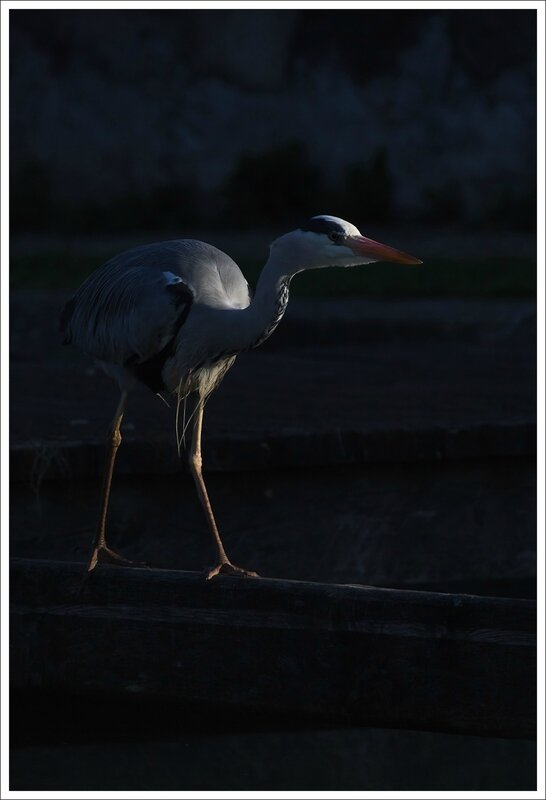 ville heron matin 060314 2