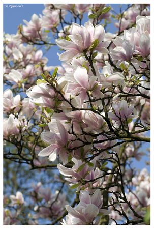 magnolias_bussloo