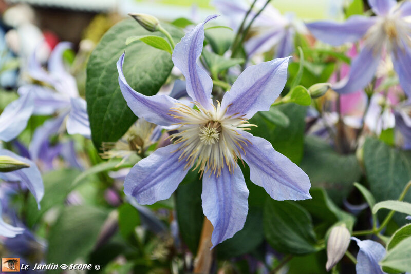 Clématite Integrifolia 'Star-river'