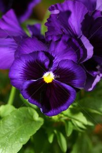 Pensees+violettes_10559