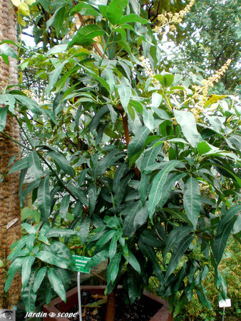 CIMG1395_Manguier