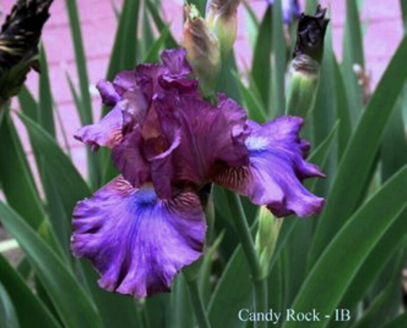 Iris Candy Rock 1