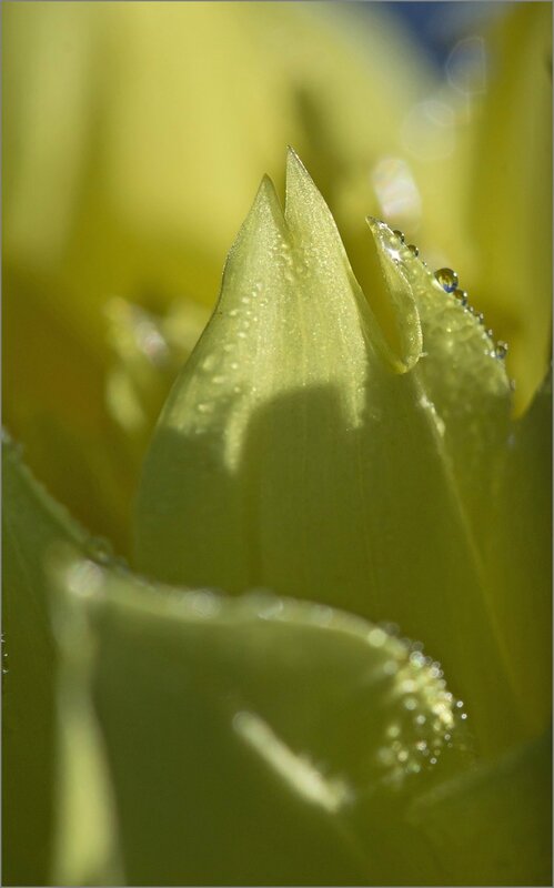 dahlia jaune gouttes 201013 1