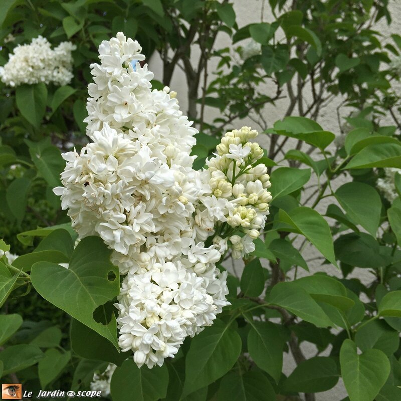 Syringa vulgaris Mme Lemoine