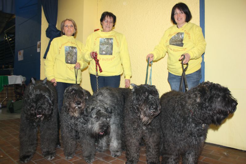 5 bouviers nés à la DULLAGUE présents à l'expo internationale