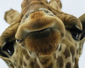Girafe museau