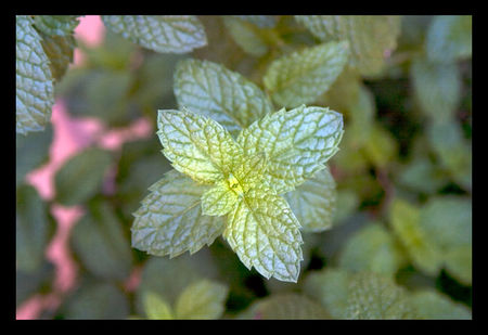 menthe_balcon