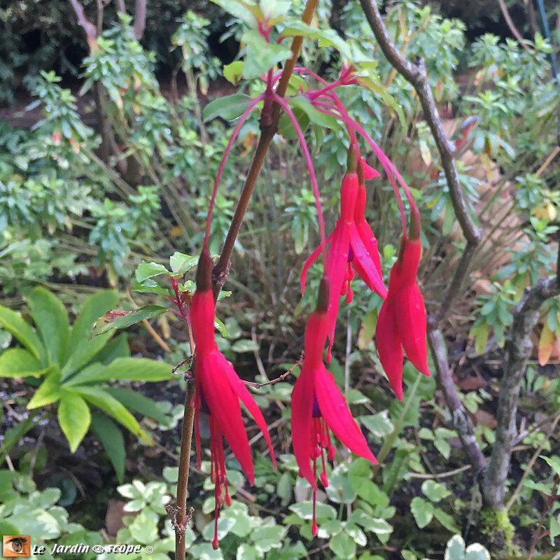 Fuchsia-Ricard