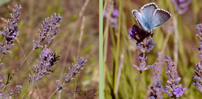 fleurs bleues se détachant facilement, en épis un peu lâches ou interrompus