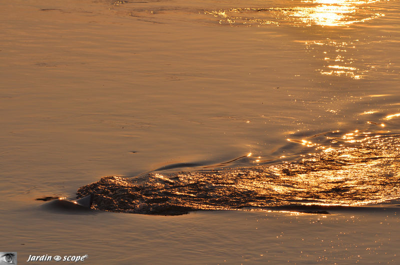La Loire, fleuve d'or sous le coucher de soleil (22/3/11)