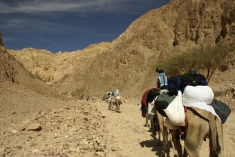 Abram-Caravane dans le Sinaï