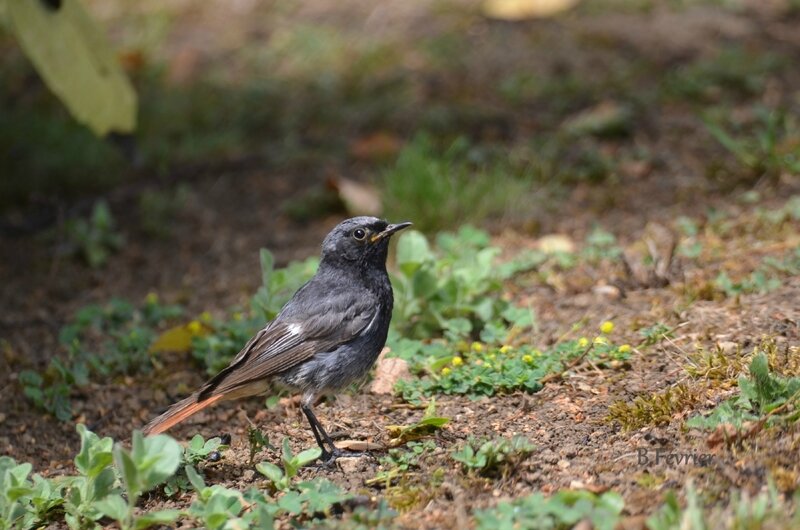 Rouge-queue noir (Phoenicurus ochruros)