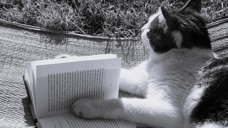 Chat livre