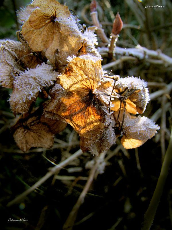 1202129-hortensia