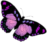 papillon3