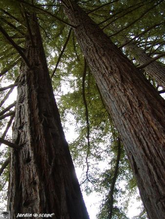 sequoia_sempervirens
