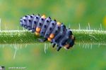Larve_coccinelle