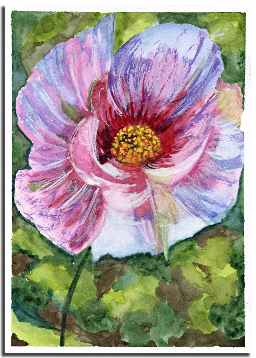 Pivoine copie