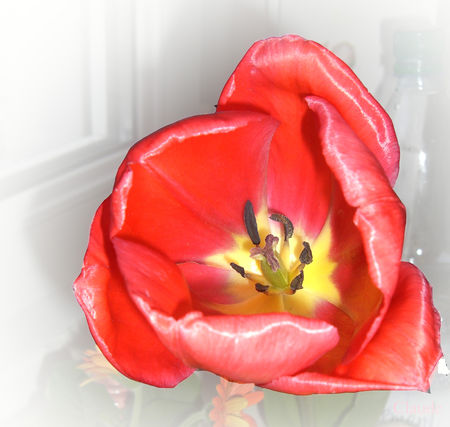 tulipe_New1
