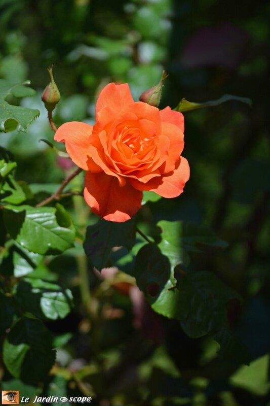 Westerland-2