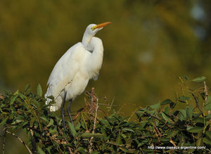 grde_aigrette__2_