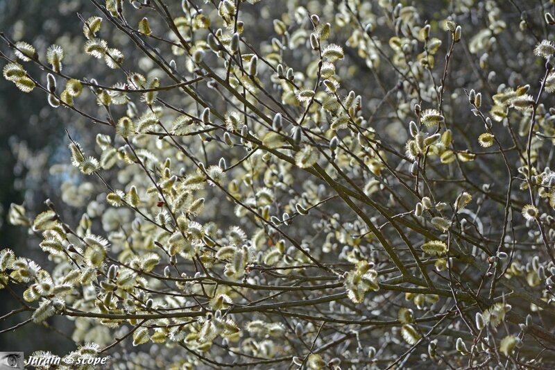 Chaton-saule-marsault