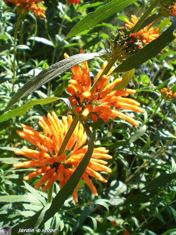 Leonotis leonurus • 