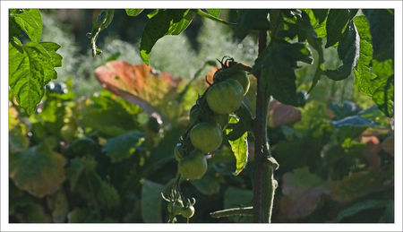 tomates_vertes_jardins_QM_matin_270609