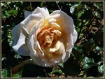 galerie_membre_fleur_rose_rose_anglaise_en_automne