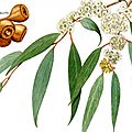 <b>Eucalyptus</b> 
