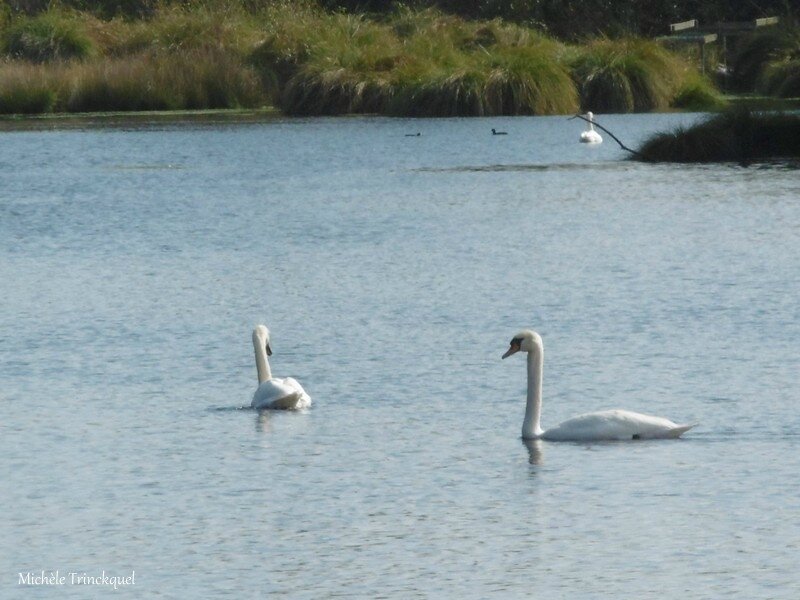 Etang d'Uza 171017