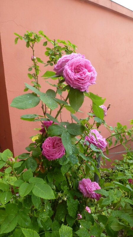 P1050130