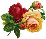 free_vintage_roses_red_and_yellow_with_buds