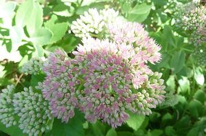 sedum 2011 (5)