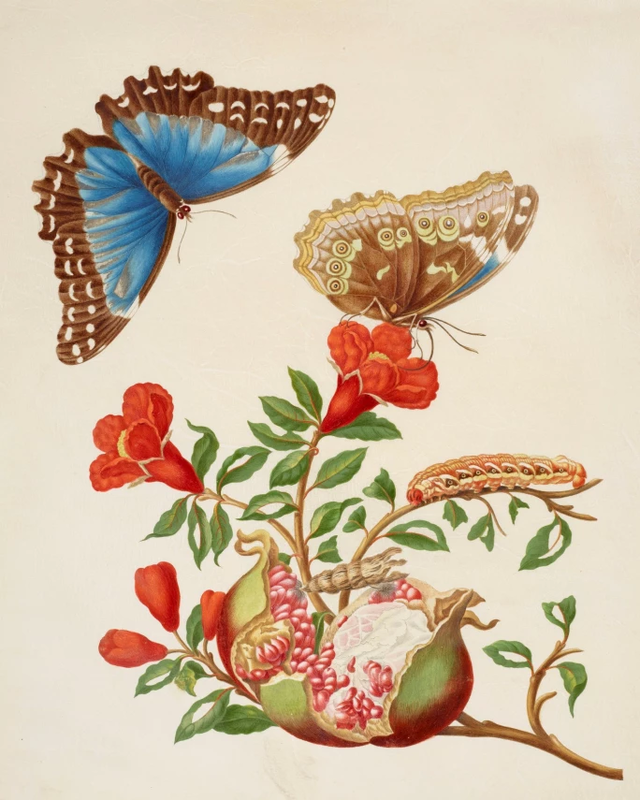 Maria Sibylla Merian, metamorphosis Insectorum Surnamensium , Amsterdam, 1705, Pl