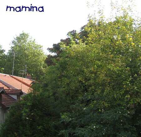De_ma_fen_tre1