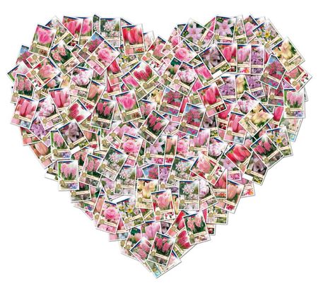 hart rose1