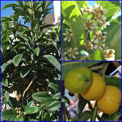 Arbre ,fleur ,fruit