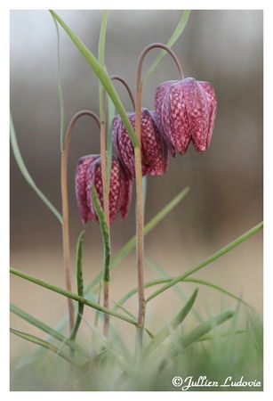 Fritillaire_pintade___fritillaria_meleagris_20100324_028