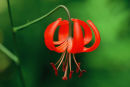 Lys corail