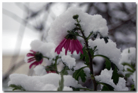 fleurs_neige